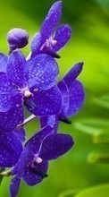 Flowers,Violet,Plants per Nokia Asha 501