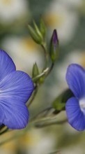 Scaricare immagine Flowers,Violet,Plants sul telefono gratis.