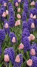 Scaricare immagine 320x480 Plants, Flowers, Backgrounds, Tulips, Hyacinth sul telefono gratis.