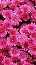 Scaricare immagine 240x400 Plants, Flowers, Backgrounds, Chrysanthemum sul telefono gratis.