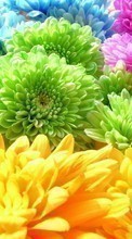 Scaricare immagine Plants, Flowers, Backgrounds, Chrysanthemum, Rainbow sul telefono gratis.