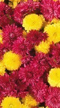 Scaricare immagine 800x480 Plants, Flowers, Backgrounds, Chrysanthemum sul telefono gratis.