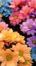 Plants, Flowers, Backgrounds, Chrysanthemum per Samsung Galaxy E5