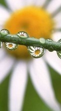 Scaricare immagine Flowers, Background, Drops, Plants sul telefono gratis.