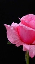 Scaricare immagine Flowers, Background, Drops, Plants, Roses sul telefono gratis.