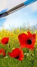 Scaricare immagine Flowers, Background, Poppies, Plants sul telefono gratis.