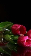 Scaricare immagine Flowers, Background, Drinks, Tulips, Vine sul telefono gratis.