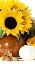 Scaricare immagine Flowers,Background,Still life,Sunflowers sul telefono gratis.