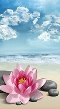 Scaricare immagine Flowers,Background,Beach sul telefono gratis.