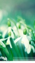 Flowers, Background, Snowdrops, Plants per Samsung Galaxy S Advance