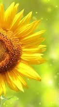 Scaricare immagine Flowers, Background, Sunflowers, Plants sul telefono gratis.