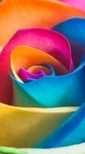 Scaricare immagine Flowers, Background, Rainbow, Plants, Roses sul telefono gratis.