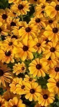 Scaricare immagine 720x1280 Plants, Flowers, Backgrounds sul telefono gratis.