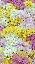Scaricare immagine 1080x1920 Plants, Flowers, Backgrounds sul telefono gratis.