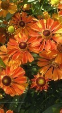 Scaricare immagine Plants, Flowers, Backgrounds sul telefono gratis.