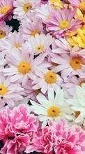 Scaricare immagine Plants, Flowers, Backgrounds sul telefono gratis.