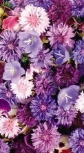 Scaricare immagine 320x240 Plants, Flowers, Backgrounds sul telefono gratis.