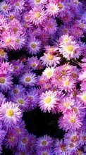 Plants, Flowers, Backgrounds per BlackBerry Curve 9380
