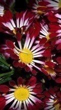 Scaricare immagine 240x320 Plants, Flowers, Backgrounds sul telefono gratis.