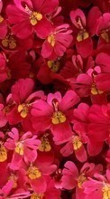 Scaricare immagine 320x480 Plants, Flowers, Backgrounds sul telefono gratis.