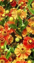 Scaricare immagine 128x160 Plants, Flowers, Backgrounds sul telefono gratis.