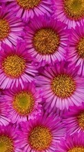 Scaricare immagine 480x800 Plants, Flowers, Backgrounds sul telefono gratis.