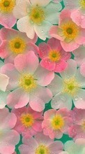 Scaricare immagine 720x1280 Plants, Flowers, Backgrounds sul telefono gratis.