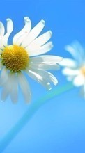 Flowers, Background, Plants, Camomile