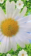 Scaricare immagine Flowers,Background,Plants,Camomile sul telefono gratis.