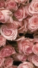 Scaricare immagine Plants, Flowers, Backgrounds, Roses sul telefono gratis.
