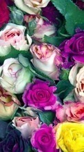 Scaricare immagine Flowers, Background, Plants, Roses sul telefono gratis.