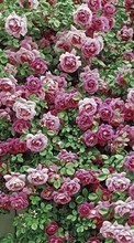 Scaricare immagine 320x480 Plants, Flowers, Backgrounds, Roses sul telefono gratis.