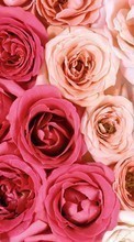 Scaricare immagine Plants, Flowers, Backgrounds, Roses sul telefono gratis.