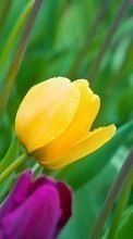 Scaricare immagine Flowers, Background, Plants, Tulips sul telefono gratis.