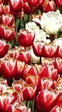 Scaricare immagine Flowers, Background, Plants, Tulips sul telefono gratis.