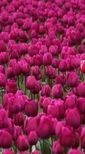 Scaricare immagine Plants, Flowers, Backgrounds, Tulips sul telefono gratis.