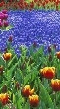 Scaricare immagine Plants, Flowers, Backgrounds, Tulips sul telefono gratis.