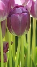 Scaricare immagine 240x320 Plants, Flowers, Backgrounds, Tulips sul telefono gratis.
