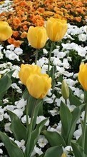 Scaricare immagine 240x320 Plants, Flowers, Backgrounds, Tulips sul telefono gratis.
