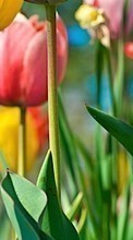 Scaricare immagine 128x160 Plants, Flowers, Backgrounds, Tulips sul telefono gratis.