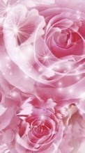 Flowers, Backgrounds, Roses per Sony Ericsson W995