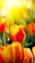 Scaricare immagine Flowers, Background, Tulips sul telefono gratis.