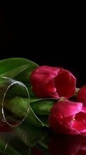 Flowers,Background,Vine per HTC Dream