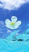 Scaricare immagine Flowers, Background, Water sul telefono gratis.