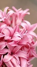 Scaricare immagine 360x640 Plants, Flowers, Hyacinth sul telefono gratis.