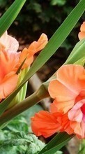 Scaricare immagine 240x400 Plants, Flowers, Gladiolus sul telefono gratis.