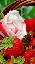 Scaricare immagine Flowers,Berries,Strawberry,Plants,Roses sul telefono gratis.