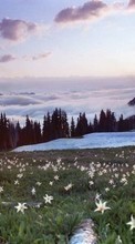 Scaricare immagine 240x320 Plants, Landscape, Flowers, Sky, Mountains sul telefono gratis.