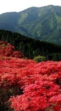 Scaricare immagine Flowers, Mountains, Landscape sul telefono gratis.
