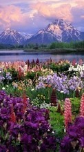 Flowers,Mountains,Landscape per Samsung Galaxy Nexus